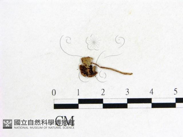 登錄號:F0009689藏品圖，第3張