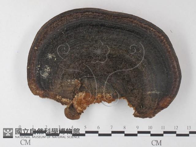 登錄號:F0023689藏品圖，第3張