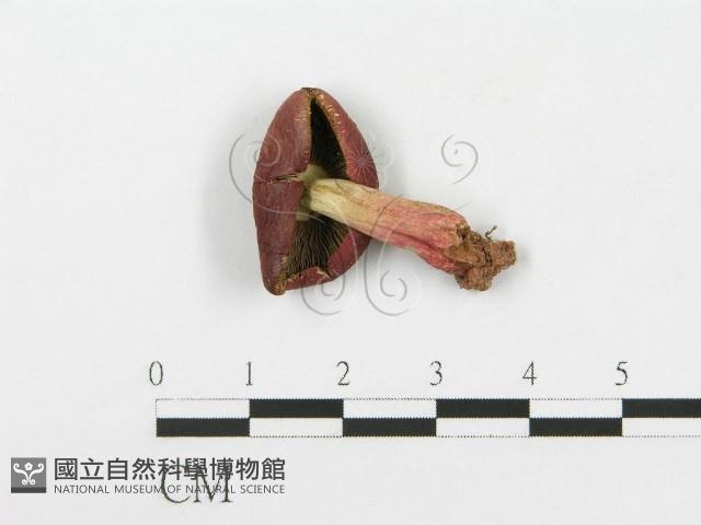 紅菇屬藏品圖，第3張