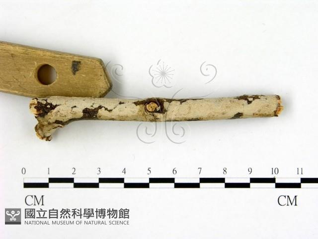 刺皮菌屬藏品圖，第3張