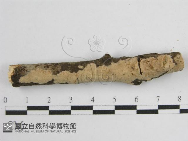 登錄號:F0010489藏品圖，第3張