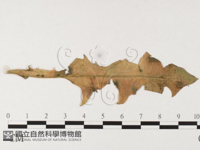 登錄號:F0026489藏品圖，第1張