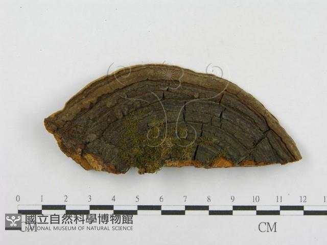 木層孔菌屬藏品圖，第1張
