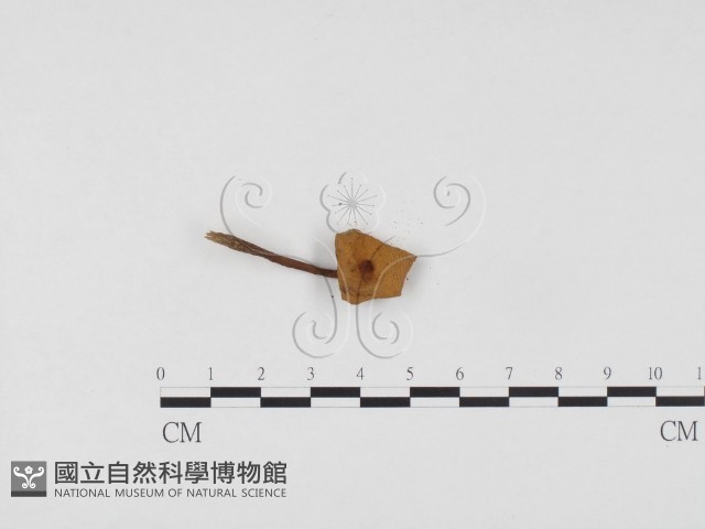 登錄號:F0024489藏品圖，第3張