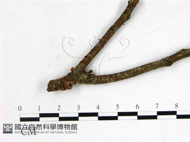 登錄號:F0002489藏品圖，第3張