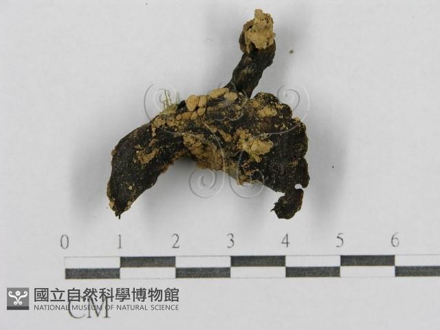 登錄號:F0012489藏品圖，第3張