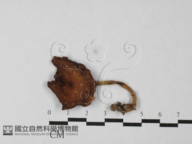 登錄號:F0027489藏品圖，第3張
