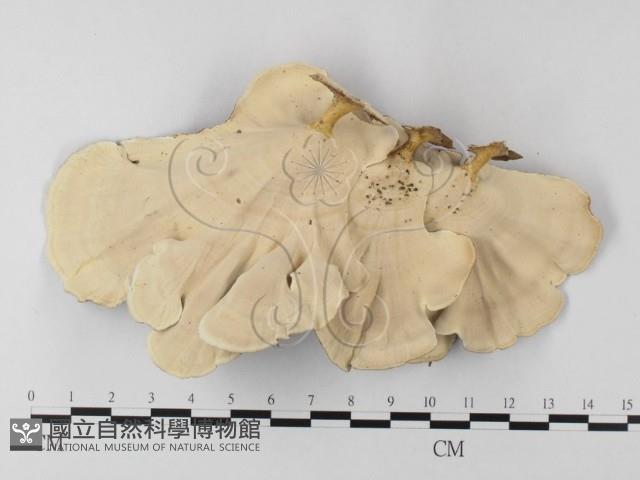 黄柄小孔菌藏品圖，第3張