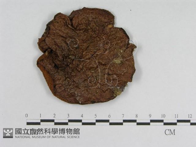 登錄號:F0005489藏品圖，第3張