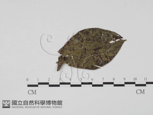 館號:F0019489藏品圖，第3張