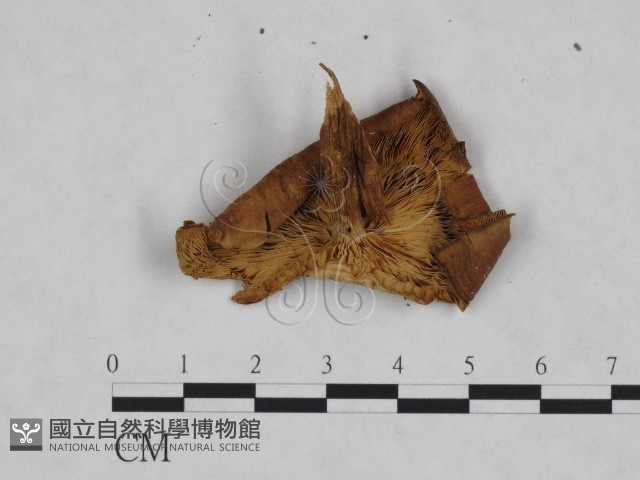 登錄號:F0023489藏品圖，第3張