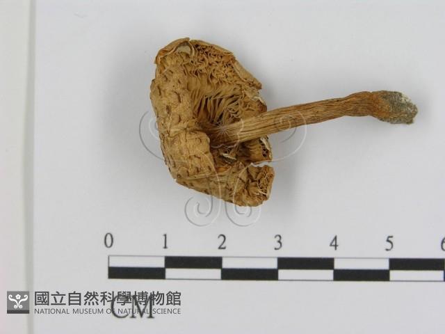 登錄號:F0003489藏品圖，第3張