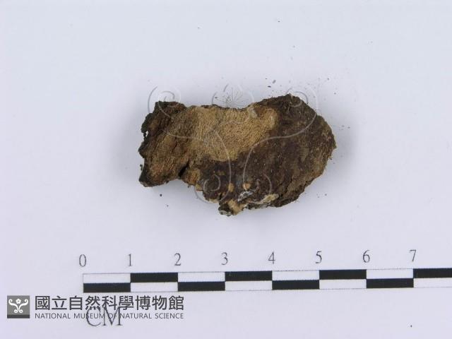 登錄號:F0013489藏品圖，第3張