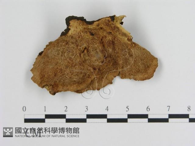 蜂窩菌屬藏品圖，第3張