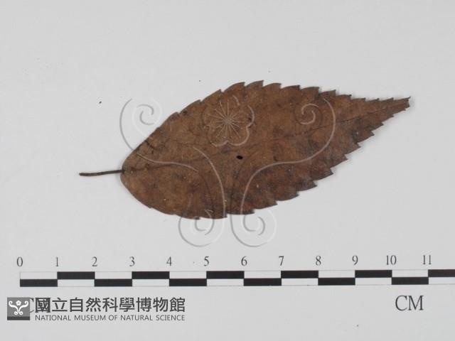 登錄號:F0020789藏品圖，第3張