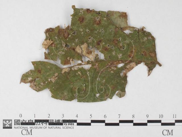 登錄號:F0026789藏品圖，第3張