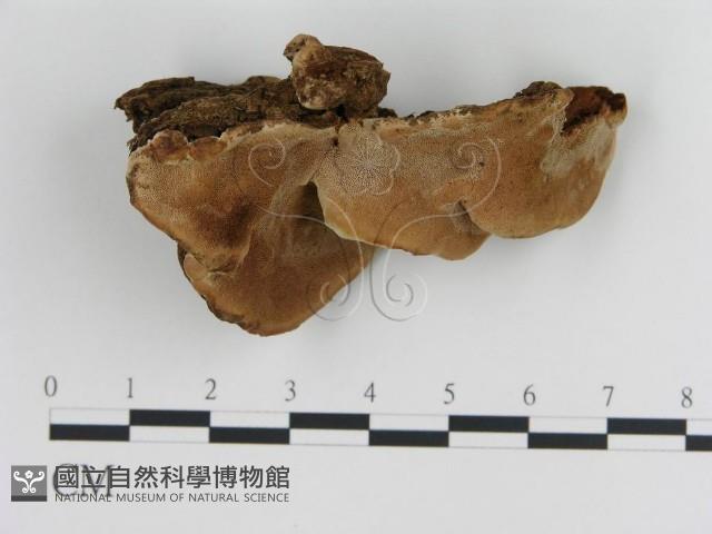 登錄號:F0006789藏品圖，第3張