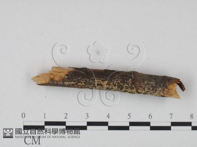 登錄號:F0016789藏品圖，第3張