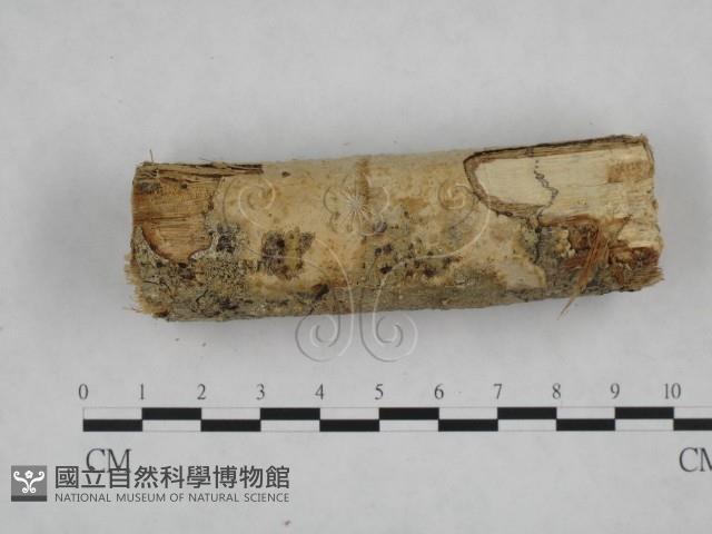 登錄號:F0021789藏品圖，第3張
