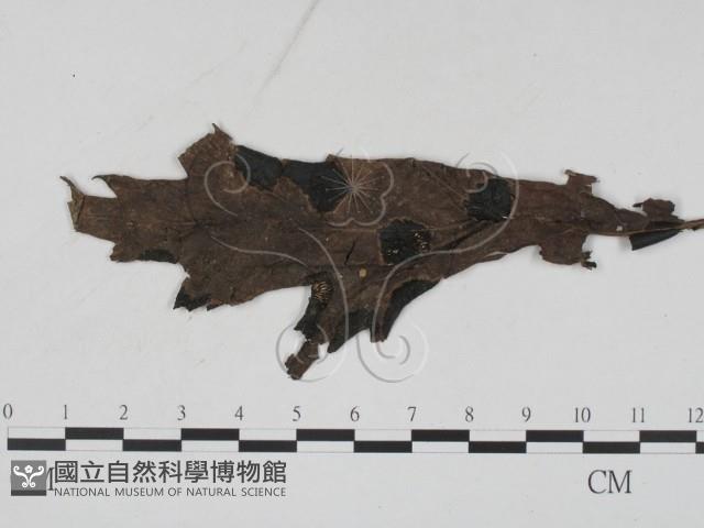 登錄號:F0011789藏品圖，第3張