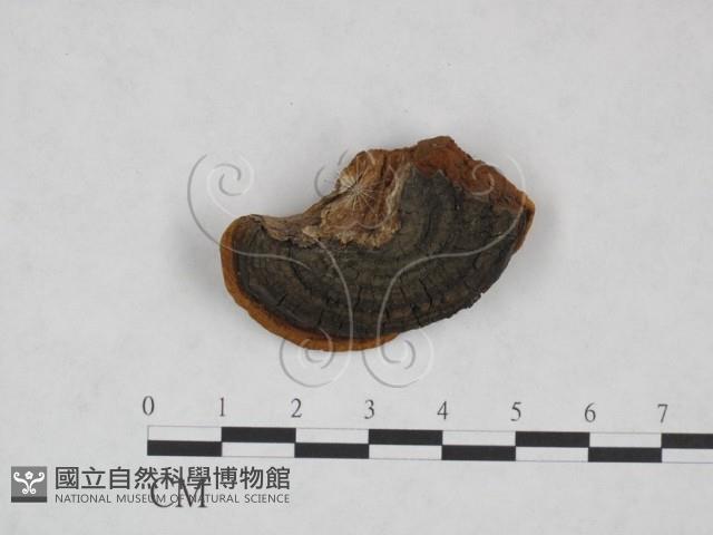 登錄號:F0024789藏品圖，第3張