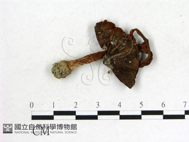 登錄號:F0004789藏品圖，第3張