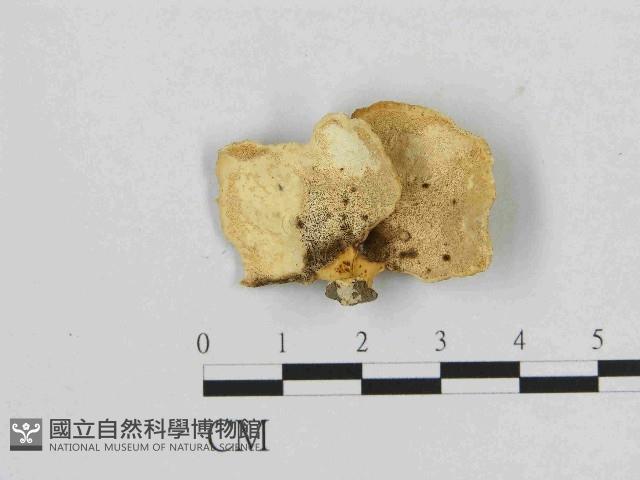 小孔菌屬藏品圖，第3張