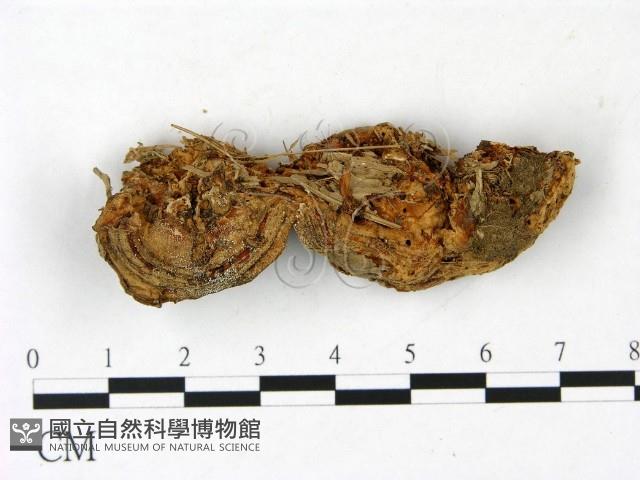 登錄號:F0022789藏品圖，第3張