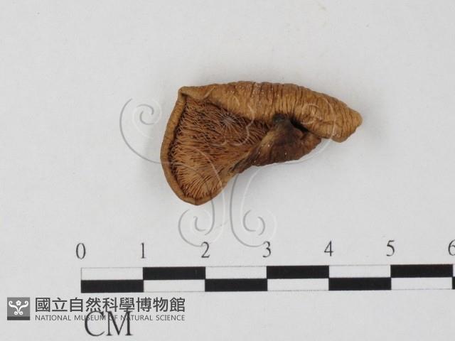 登錄號:F0025789藏品圖，第3張