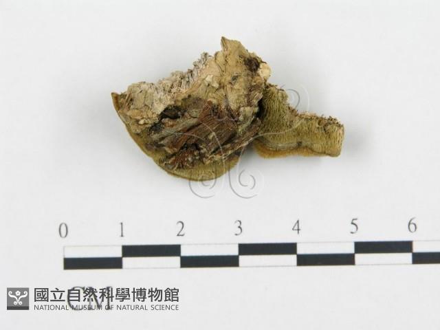 登錄號:F0019789藏品圖，第1張