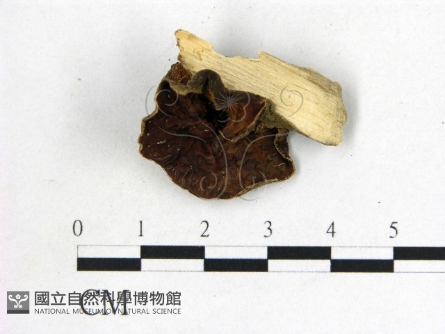 毛木耳藏品圖，第3張