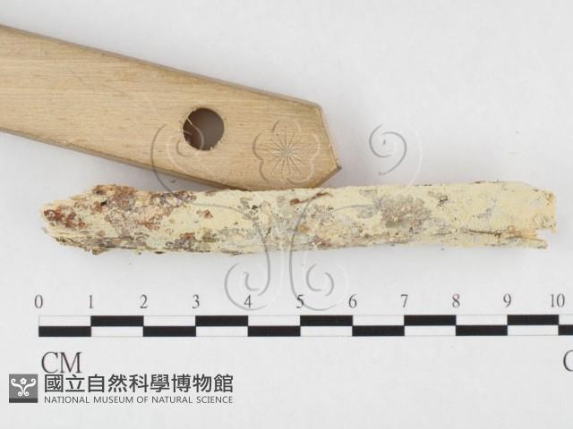 登錄號:F0026589藏品圖，第3張