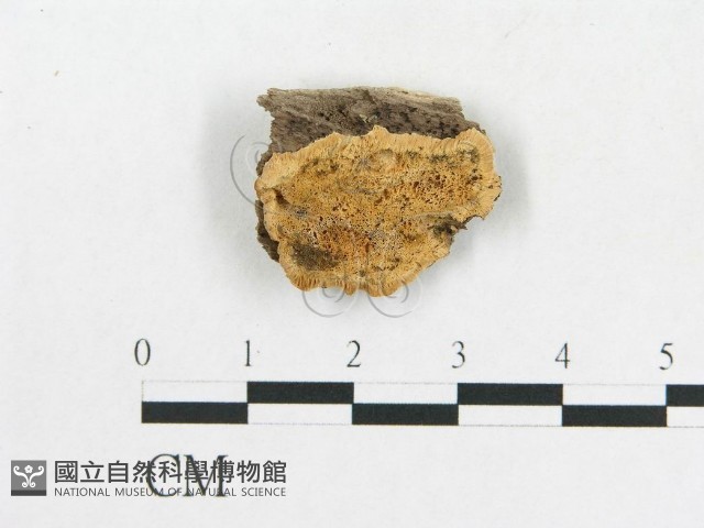 登錄號:F0006589藏品圖，第3張