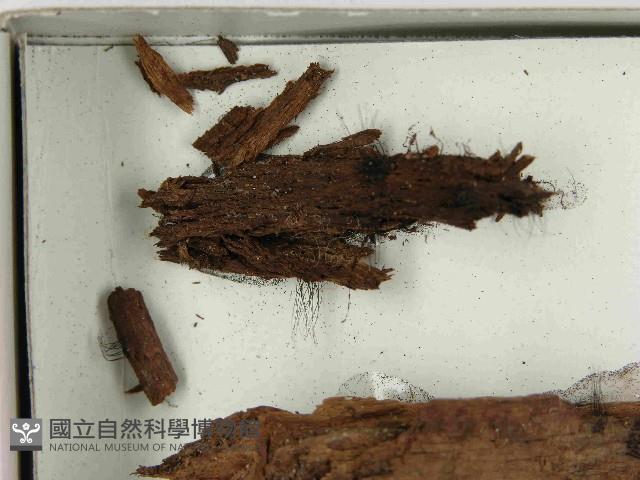 登錄號:F0021589藏品圖，第3張