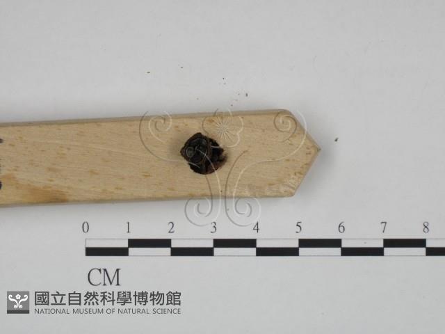 登錄號:F0024589藏品圖，第3張