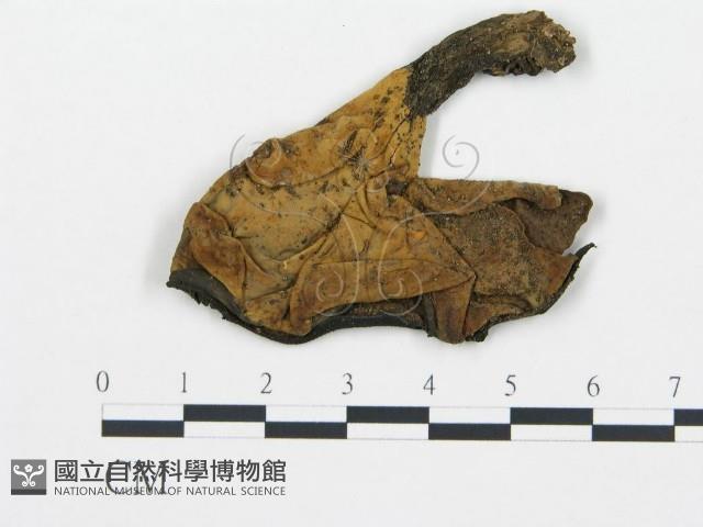 登錄號:F0004589藏品圖，第1張