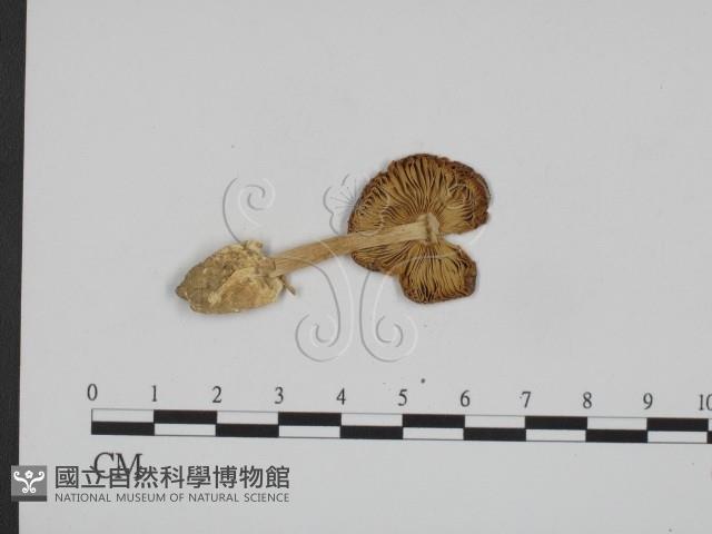 登錄號:F0012589藏品圖，第3張
