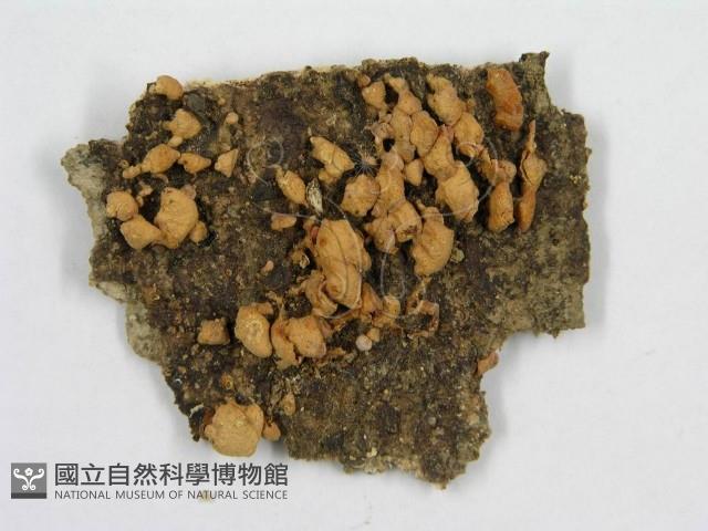 登錄號:F0007589藏品圖，第3張