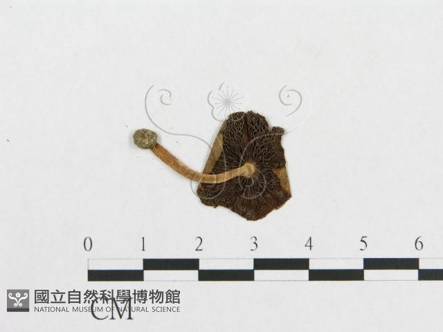 登錄號:F0005589藏品圖，第3張