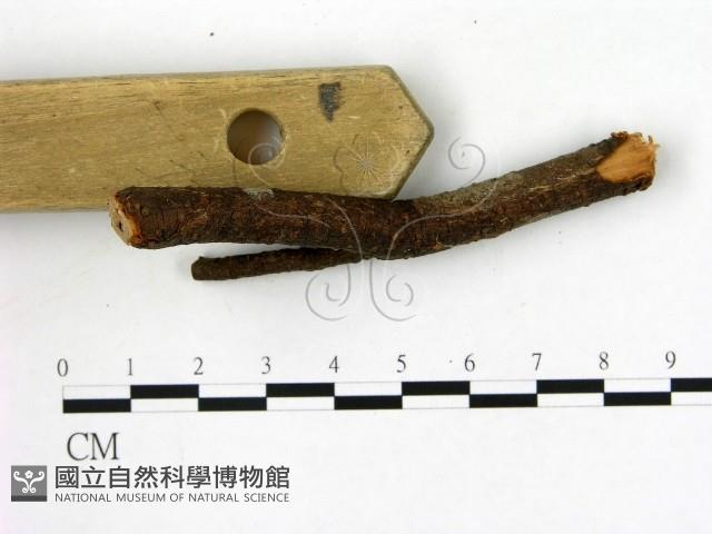 登錄號:F0019589藏品圖，第3張