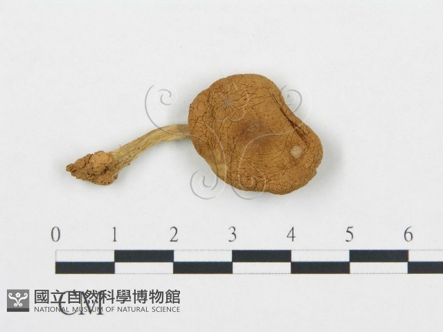 杯傘屬藏品圖，第3張