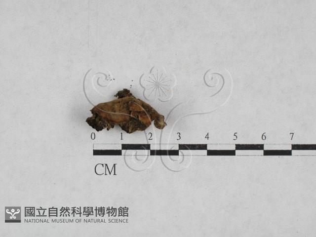 韌革菌屬藏品圖，第3張