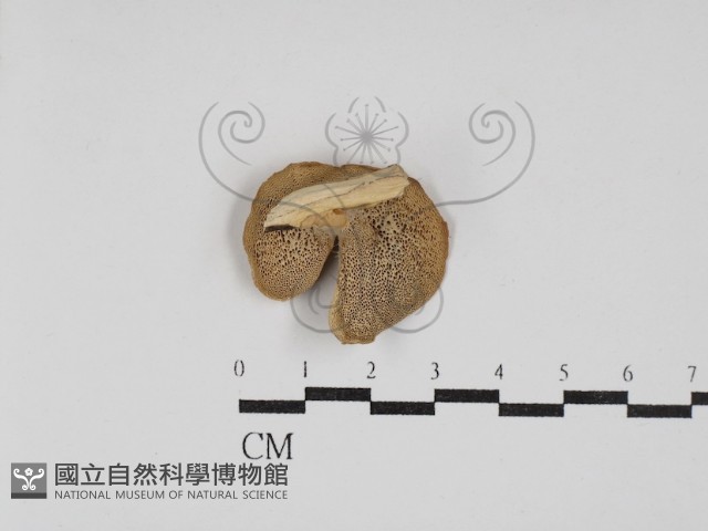 多孔菌屬藏品圖，第3張