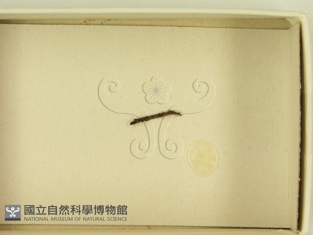 登錄號:F0021189藏品圖，第3張