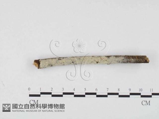 登錄號:F0001189藏品圖，第3張