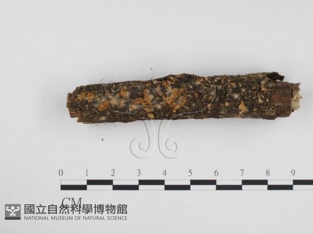 登錄號:F0024189藏品圖，第3張