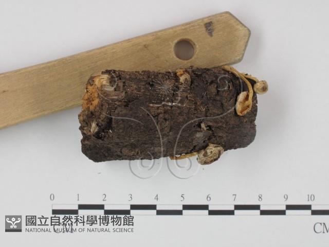 登錄號:F0014189藏品圖，第3張