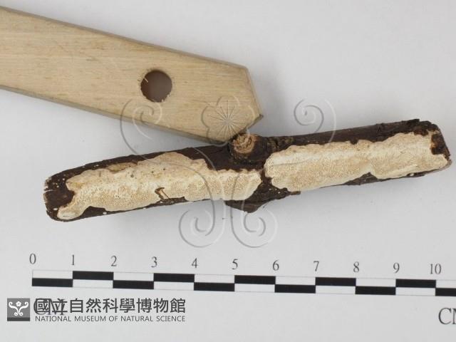 登錄號:F0022189藏品圖，第3張