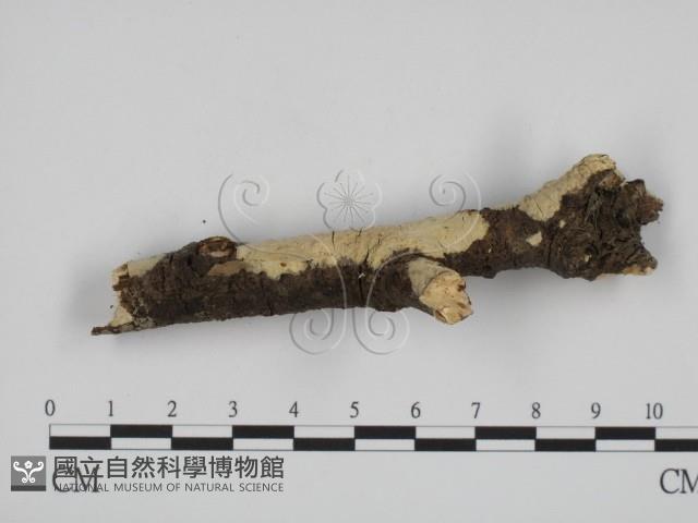 登錄號:F0015189藏品圖，第3張