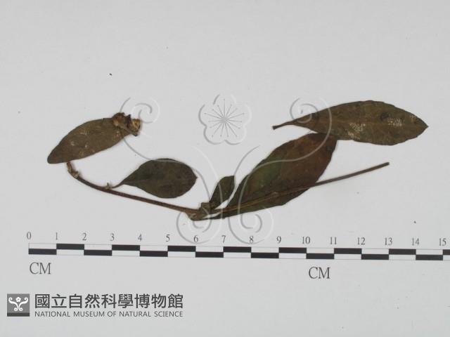 登錄號:F0019189藏品圖，第3張